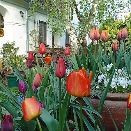 Apartament Bozsoki Piheno Zewnętrze zdjęcie